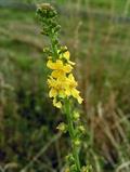Agrimonia spp.